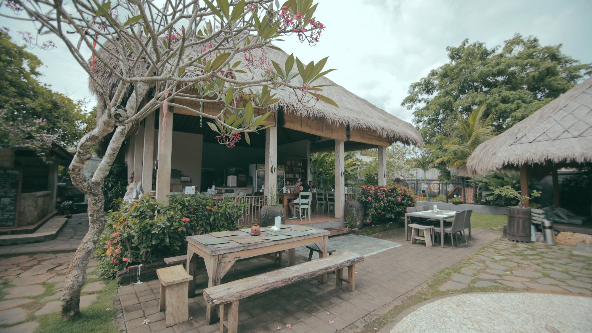 The Cashew Tree