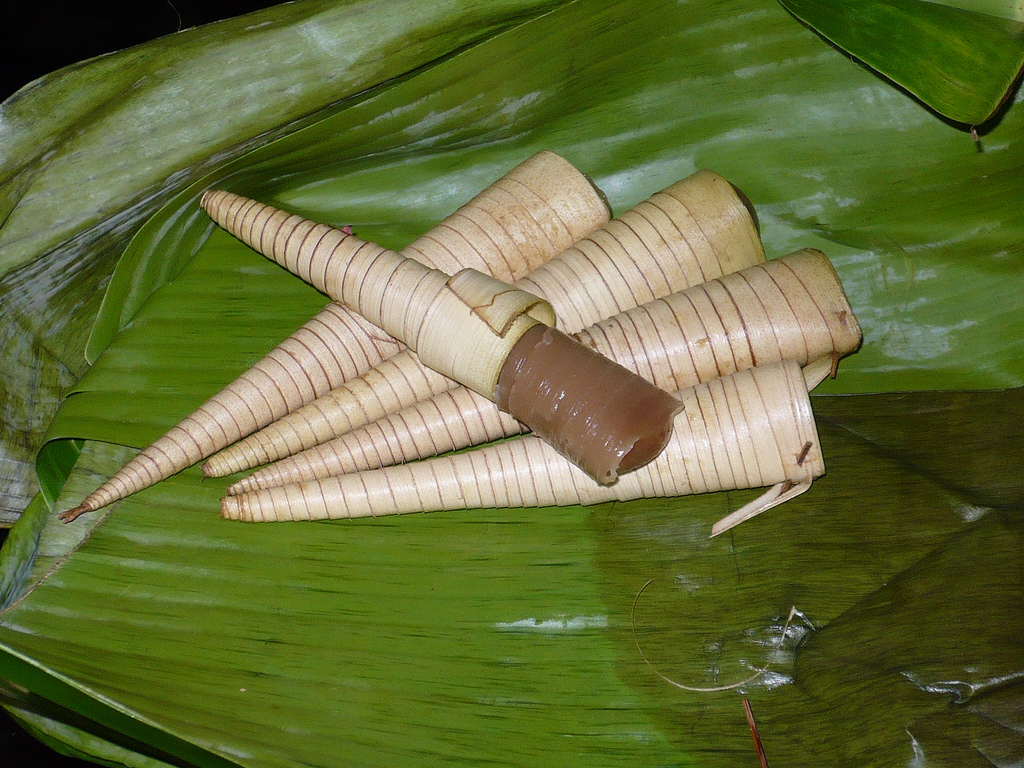 Cerorot 