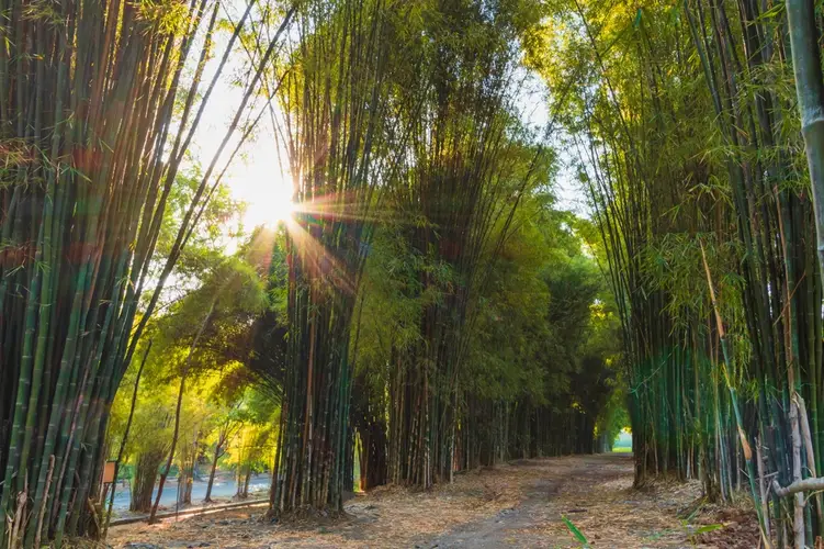 Hutan Bambu Keputih Surabaya