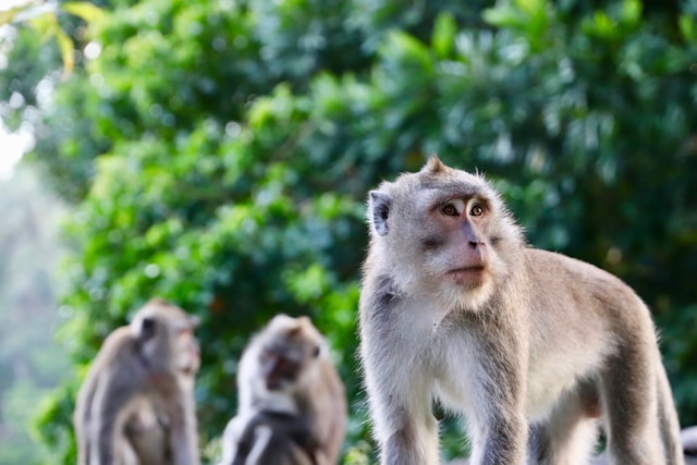 Ubud Monkey Forest