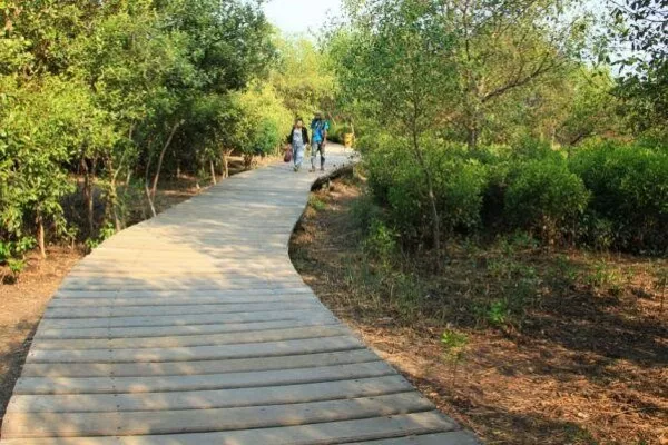 Ekowisata Mangrove Tempat Wisata Surabaya Blog GoPay