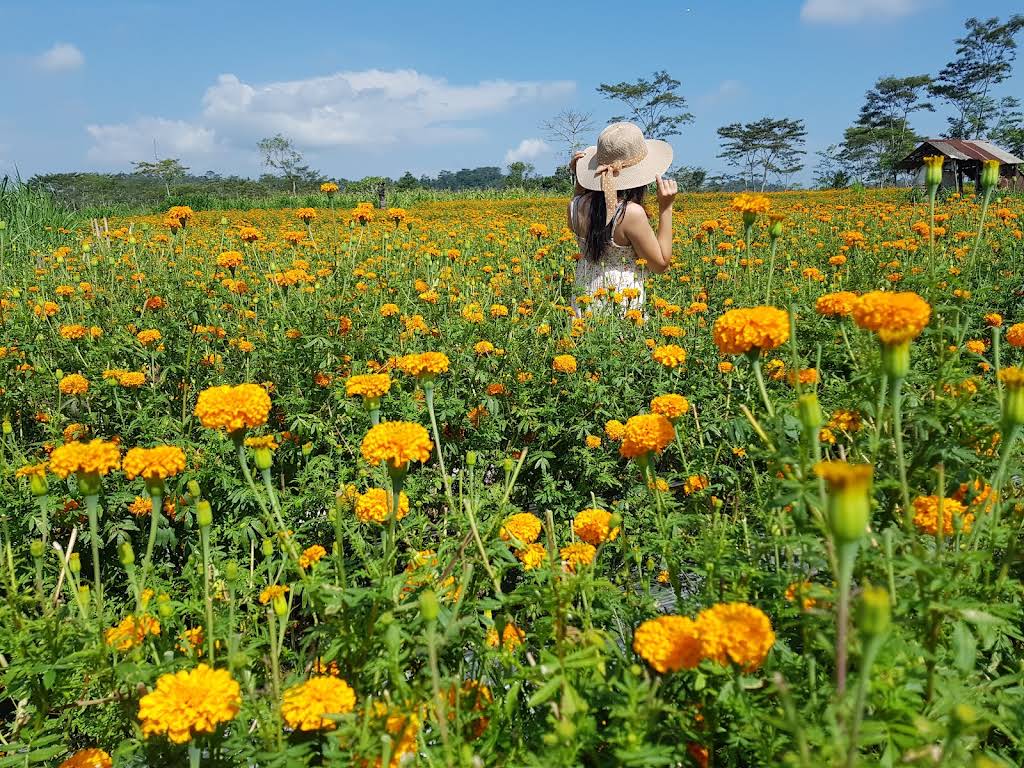 Kebun Bunga Banjarangkan