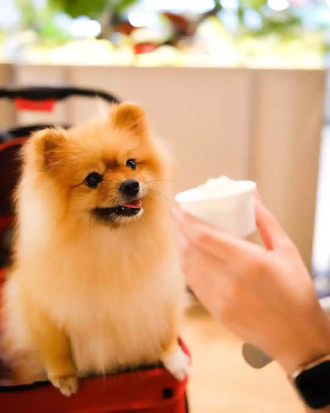 Koultoura Coffee - Puri Cafe Pet Friendly Jakarta Blog GoPay