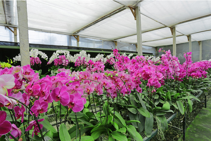Duta Orchid Garden