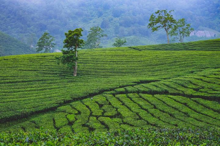 Kebun Teh Rancabali