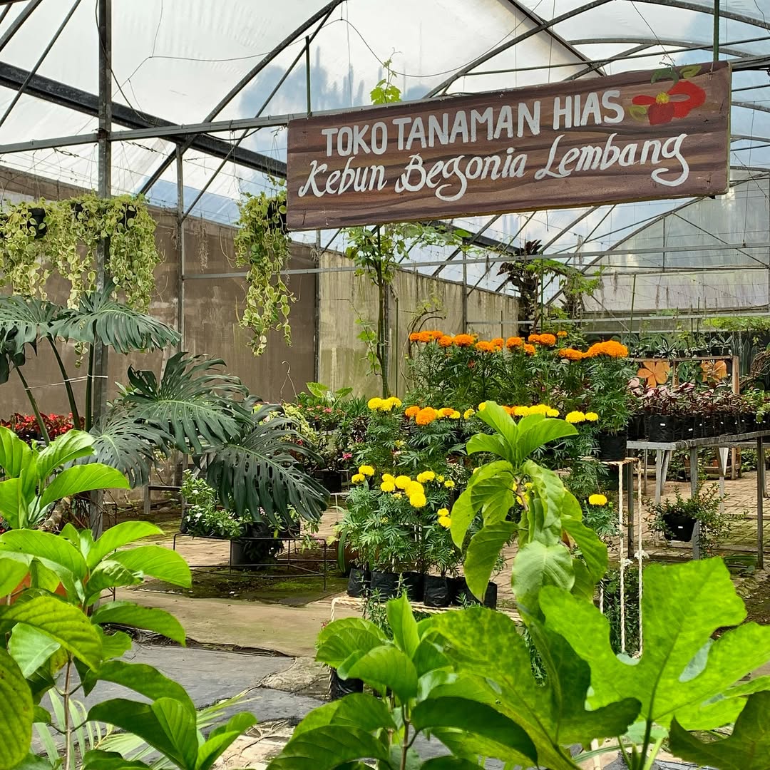 Kebun Begonia Lembang