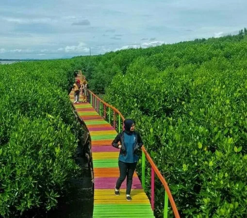 Wisata Mangrove Lantebung